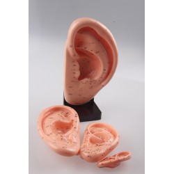 耳穴位模型