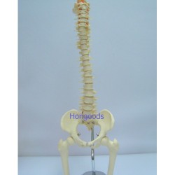 人體脊椎模型