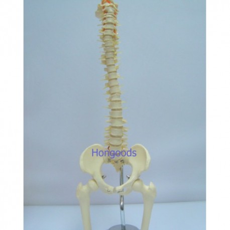 人體脊椎模型