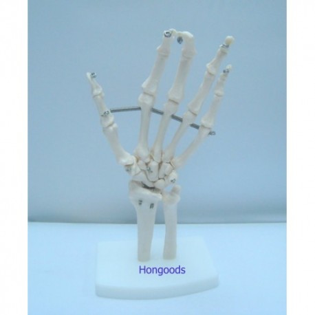 手掌骨模型
