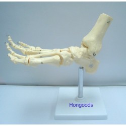 腳掌骨模型